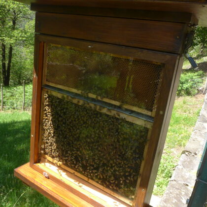 l'arnia d'osservazione