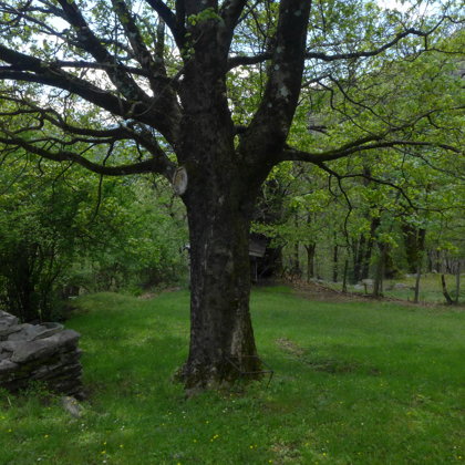 L'acero - il membro d'onore