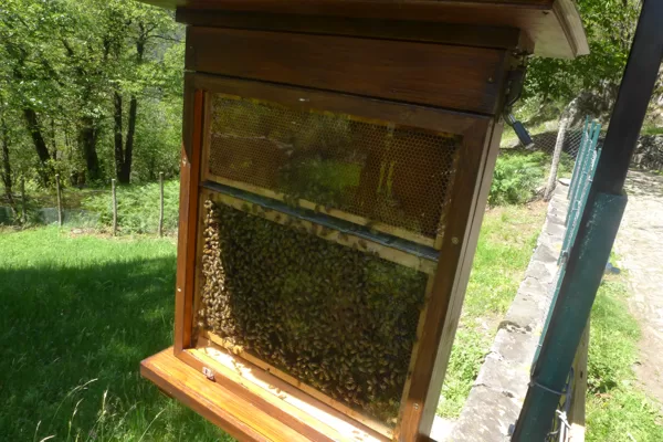 l'arnia d'osservazione